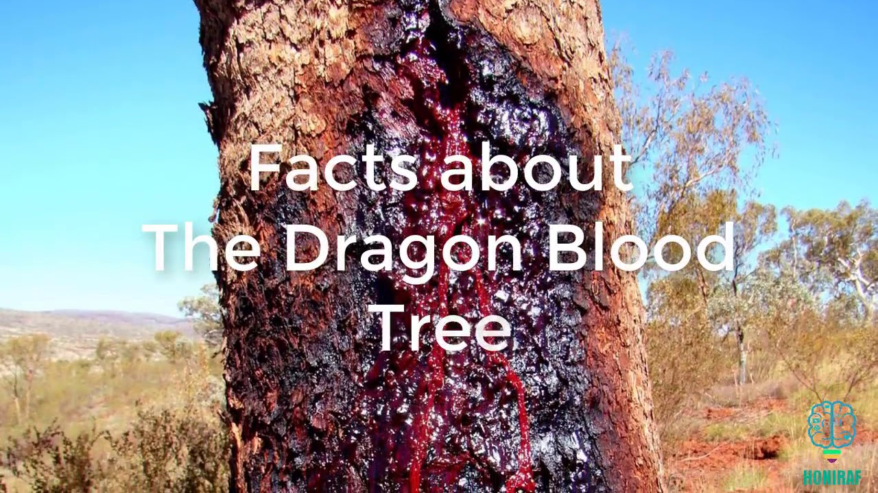 Pliocene Opera News South Africa