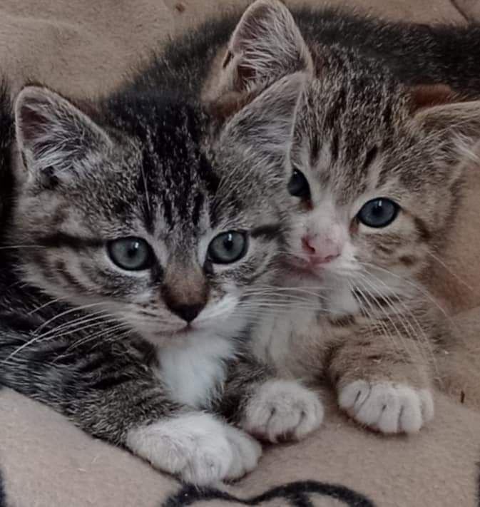 Trop Mignon Ce Petit Bebe Adore Son Chaton Et Il Est Adorable Opera News