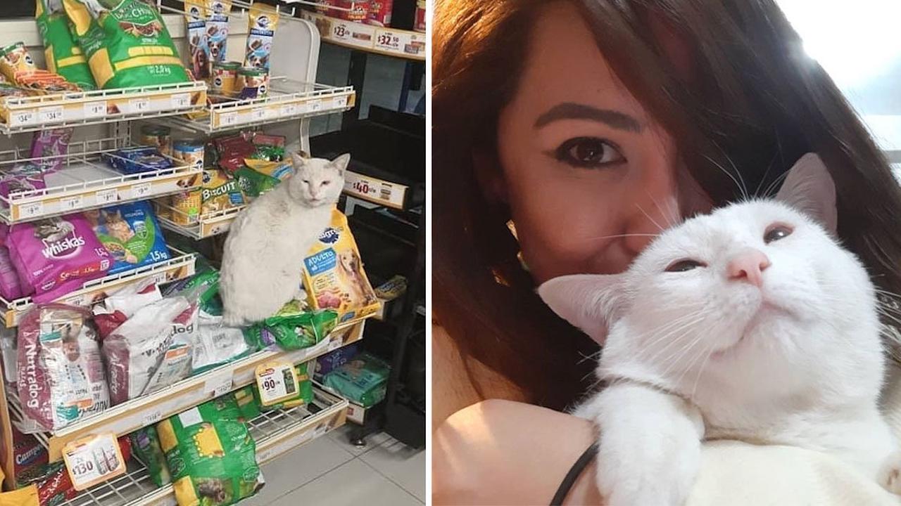 Vidéo: Un chat qui se rend dans un magasin pour mendier de la nourriture vole le cœur d’une femme