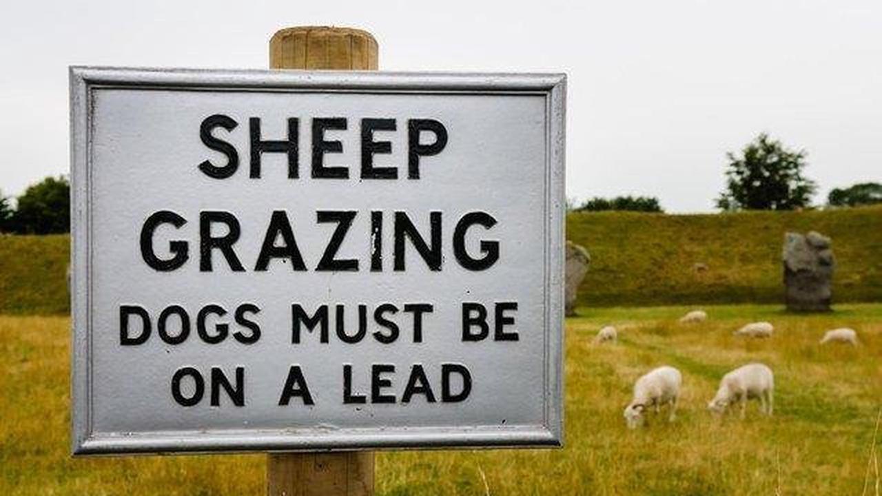 Six sheep killed during dog attack and 17 reports of 'loose horses', West Yorkshire Police reveal