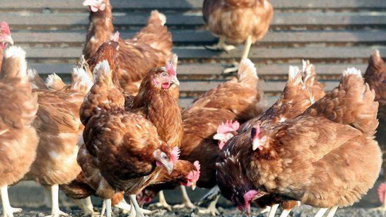 Government issues update after bird flu found at Powys border farm