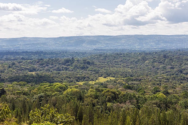 50+ Kakamega Forest Stock Photos, Pictures & Royalty-Free ...