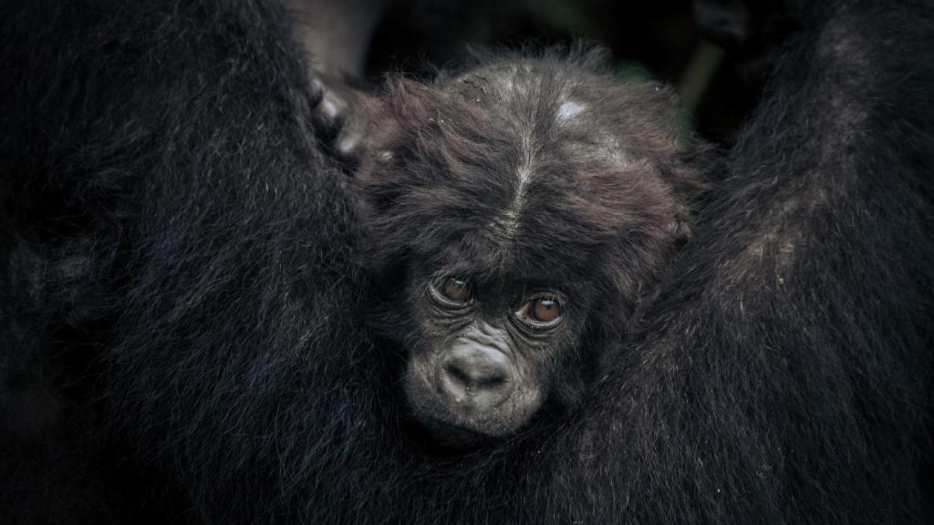 Un Bebe Gorille Ne En Milieu Naturel De Deux Parents Reintroduits Au Gabon Une Premiere Mondiale Opera News