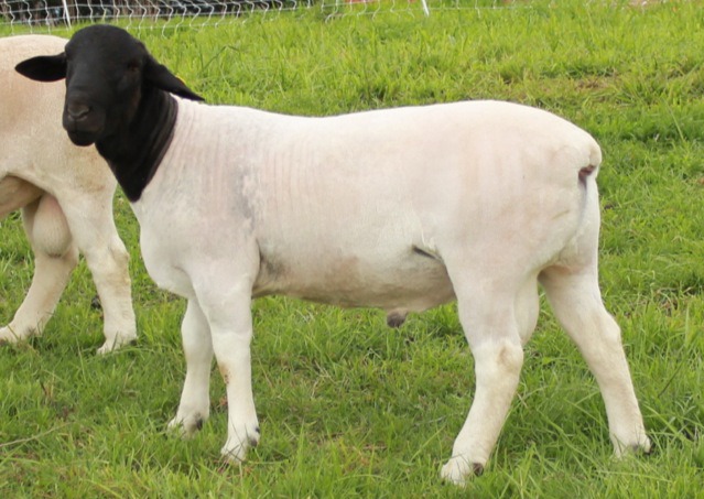 Dorper sheep resuscitates sheep rearing in Kenya