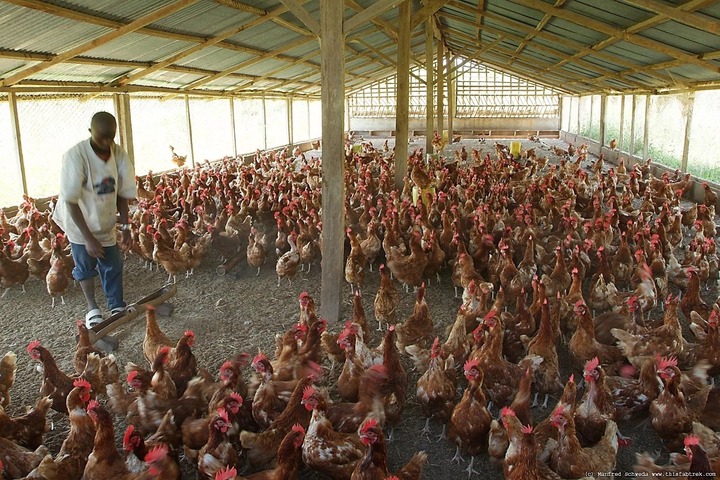 How my dream of getting rich through chicken farming ended in tears