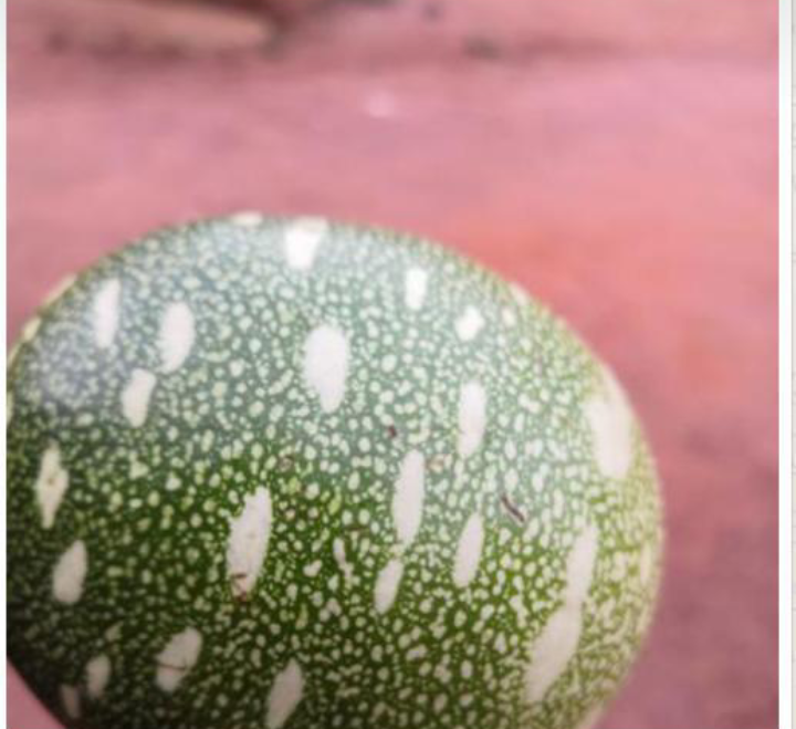 Put “Tangiri” to your house as a means of protection against ...