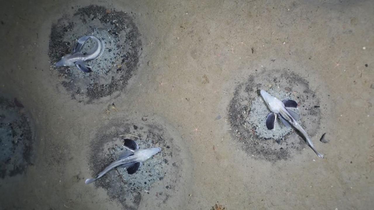 Découverte de 60 millions de nids de poissons des glaces en Antarctique