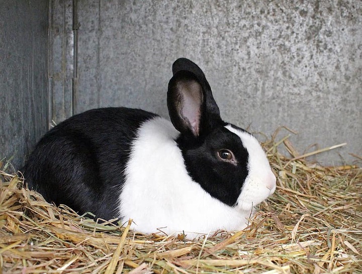 Dutch Breed Rabbit