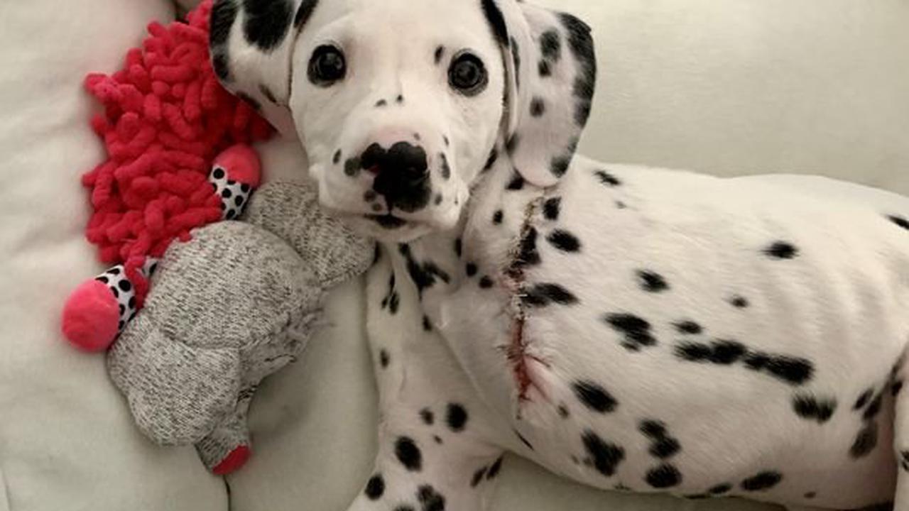 Three legged Dalmation pup finds loving home   Opera News