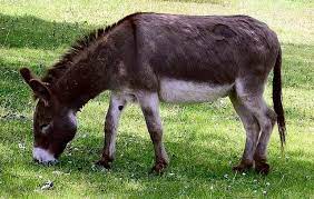 Nigerian customs service has seized 7,000 donkey penises