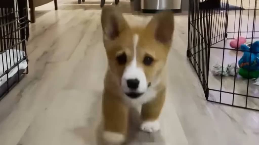 Cowboy Corgi Puppies Opera News