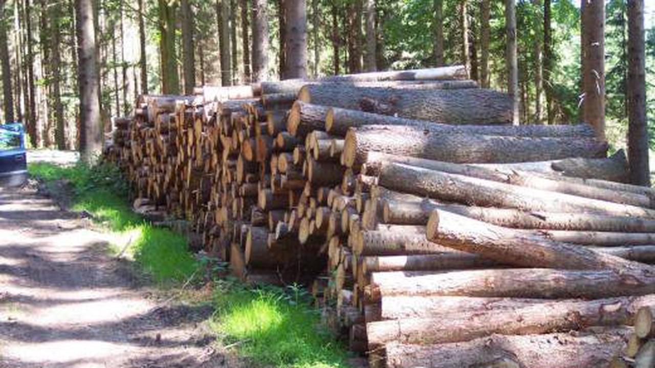 Wegen Gaskrise: Nachfrage für Brennholz-Ernte direkt im Wald steigt