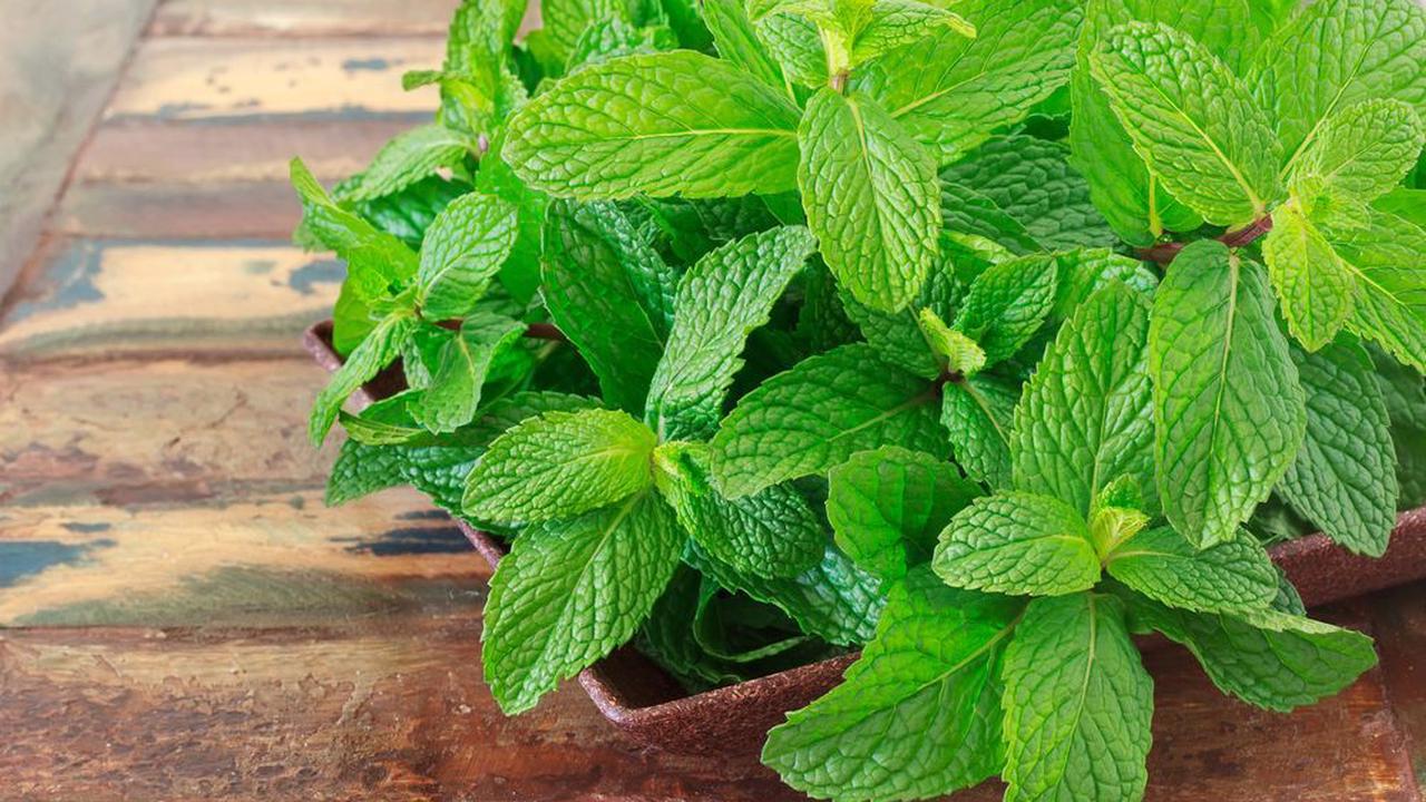 Spiritual Benefit: Use Mint Leaves And Other Items For Protection Against Wizards And Evil Spirits