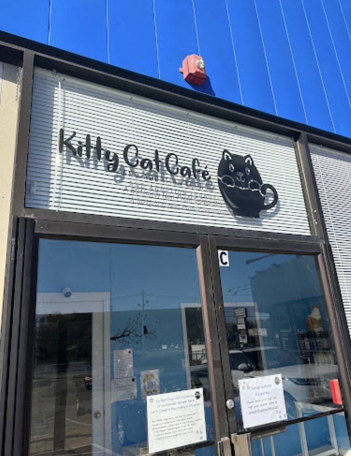 Kitty Cat Cafe Is A Completely Cat-Themed Catopia Of A Cafe In Massachusetts