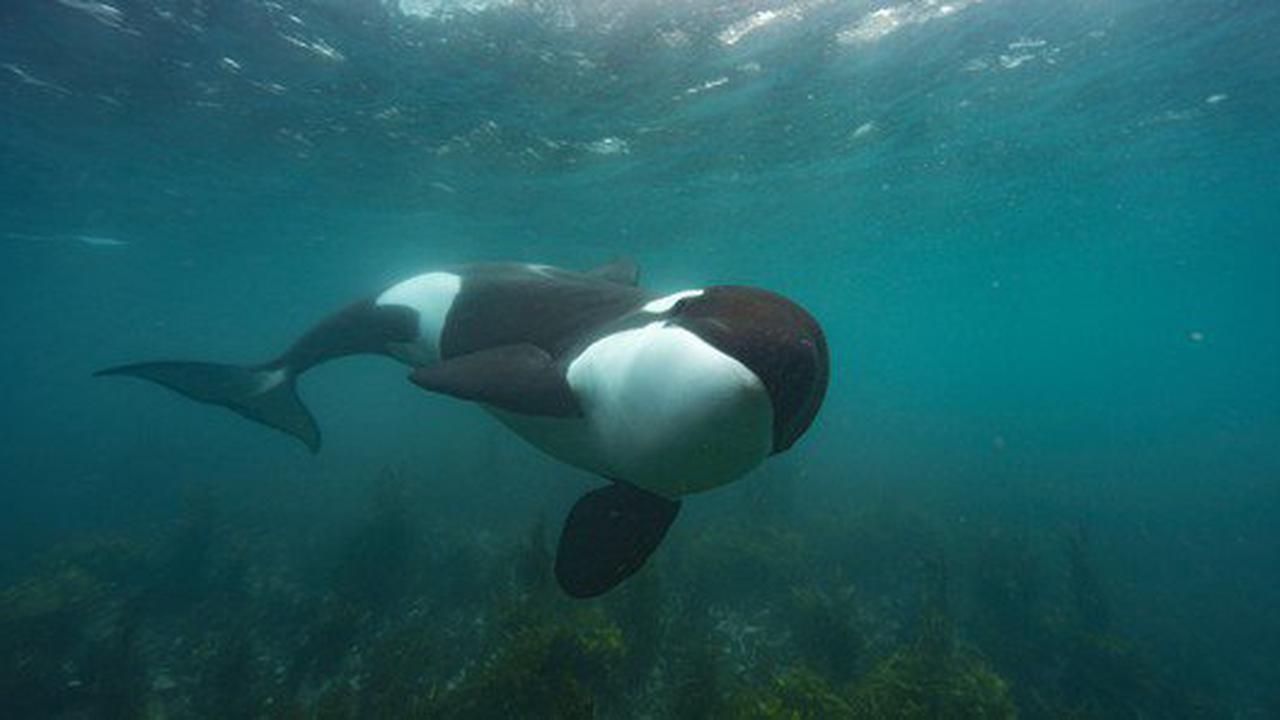 Orca-Paar terrorisiert Weisse Haie in Südafrika – Sichtungen «dramatisch zurückgegangen»