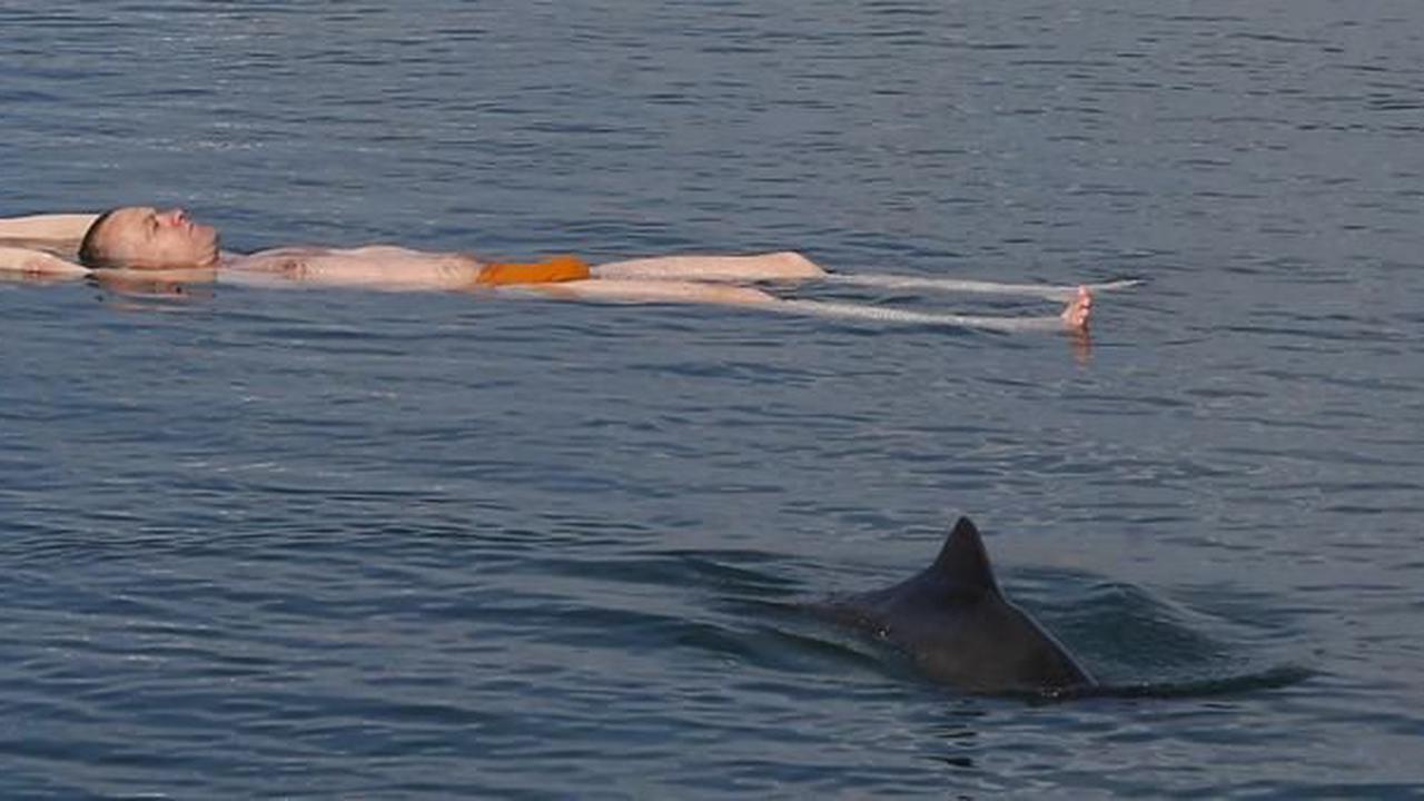 Experte: Tausende Delfine im Schwarzen Meer wegen Krieg verendet
