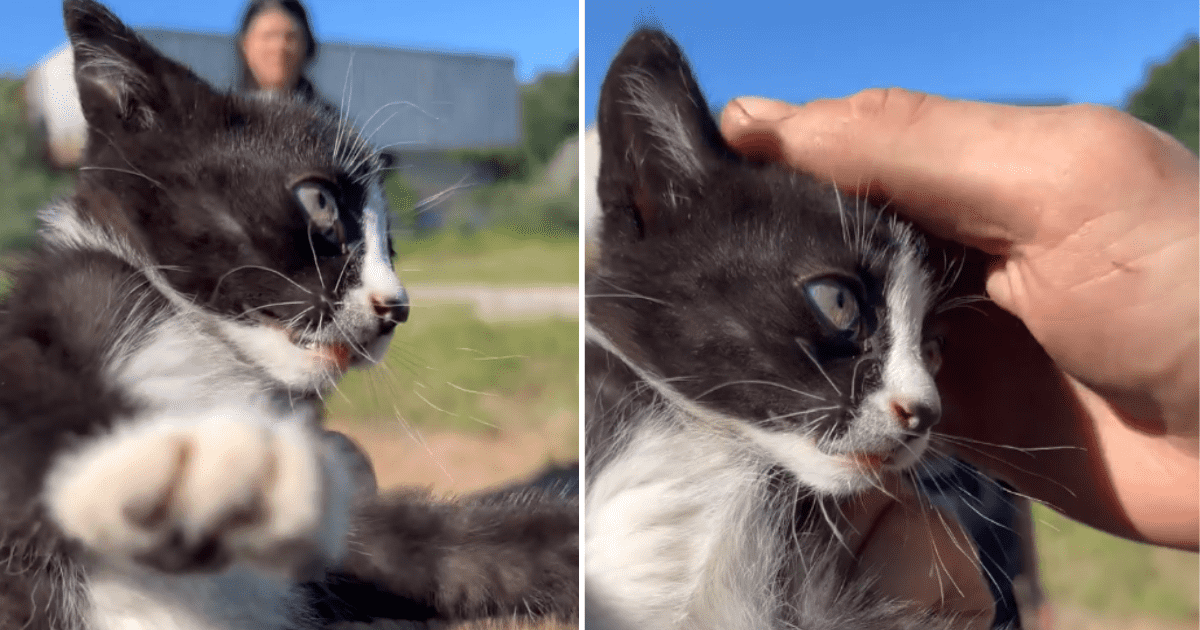 Who is Wisp? All about the tiny, 'scrungly' Florida kitten dominating our TikTok feeds