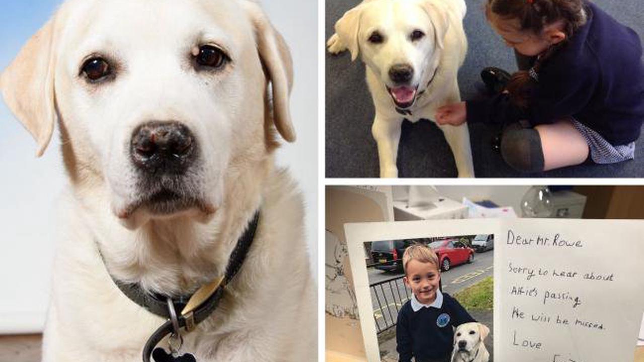 Ryvers School in Langley pays tribute to therapy dog Alfie