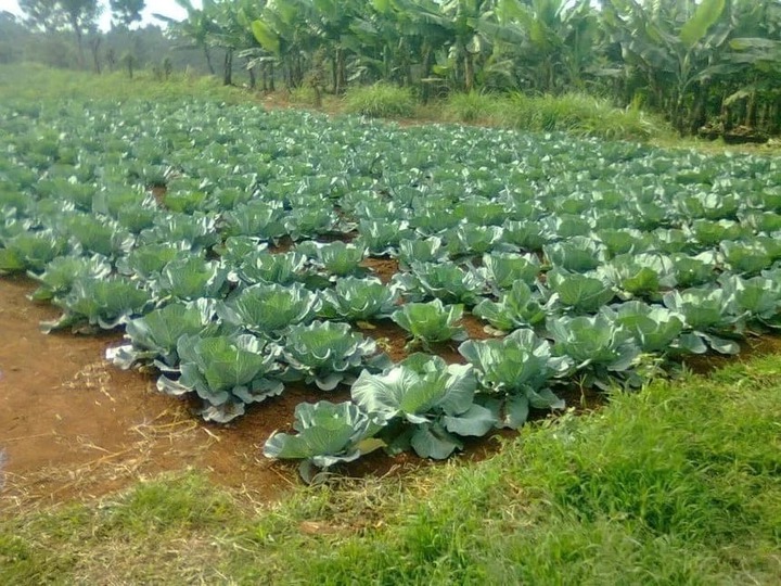 Miraculous cabbage farming in Kenya - Samburu farmer turns a desert into a cabbage paradise - Tuko.co.ke