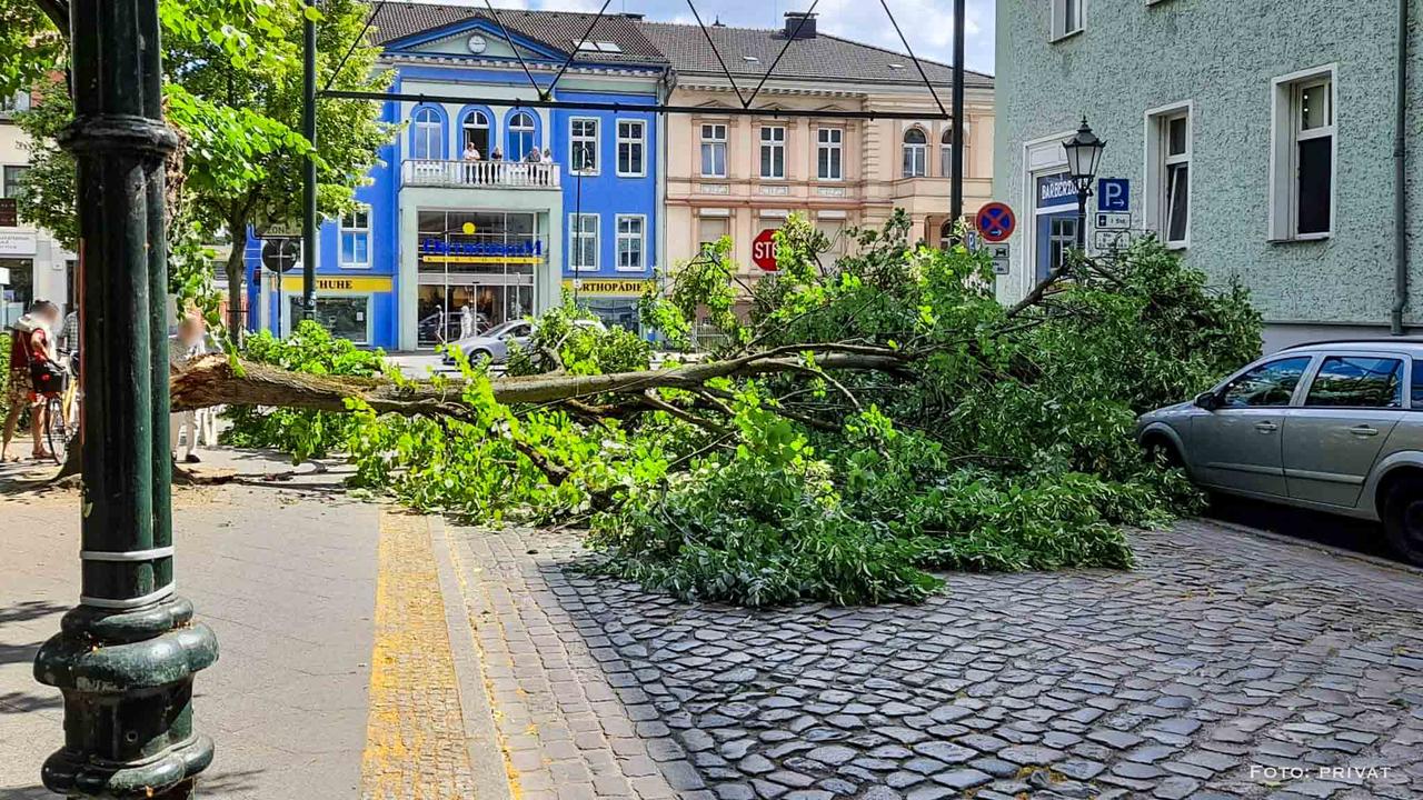 Baum stürzte auf Gehweg und die Alte Goethestraße in Bernau