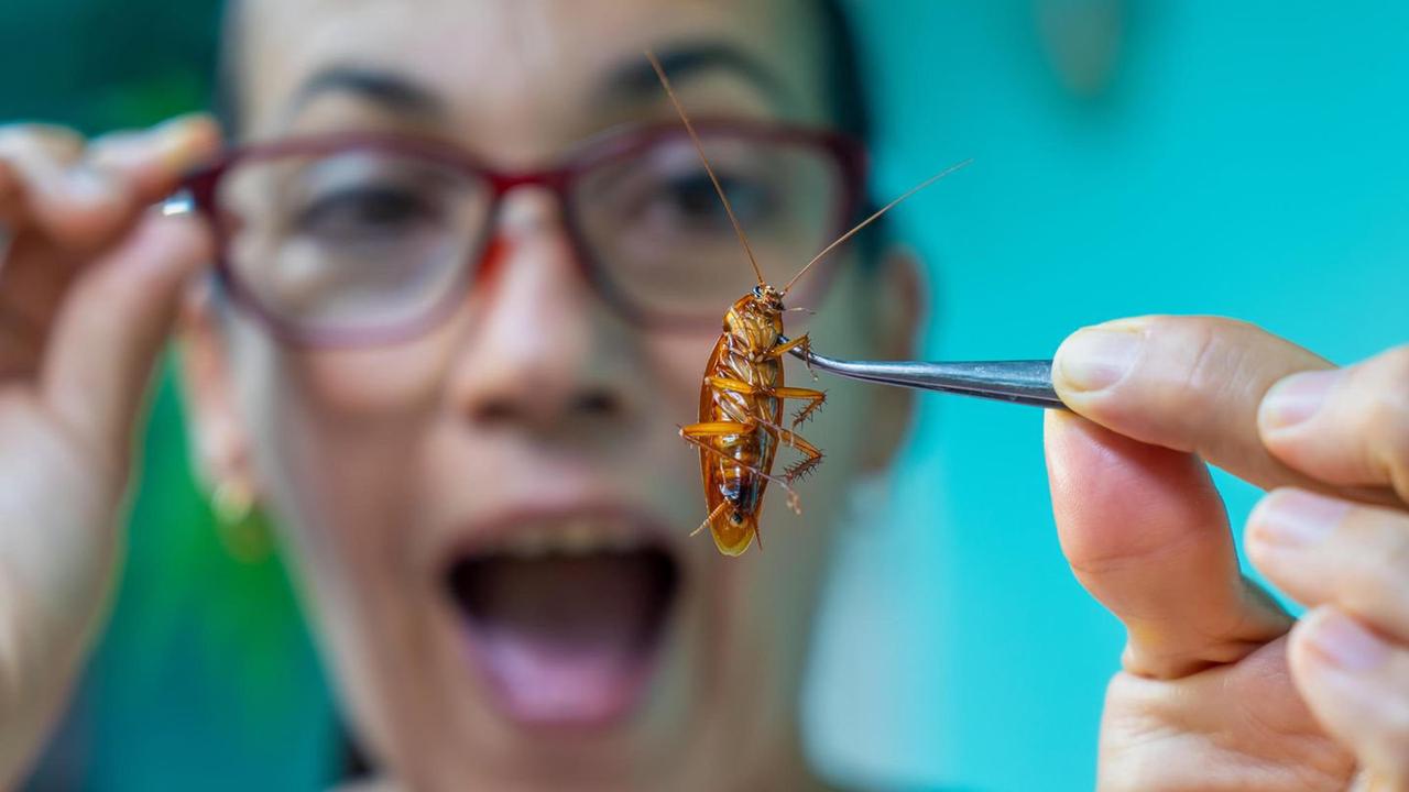 "Eine Kakerlake in meinem Kopf": Insekt nach drei Tagen aus dem Ohr eines Mannes entfernt