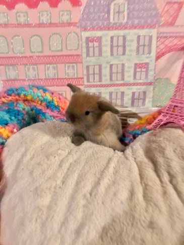 Local For Sale Perfect Present Holland Lop Baby Bunny Boutique Opera News