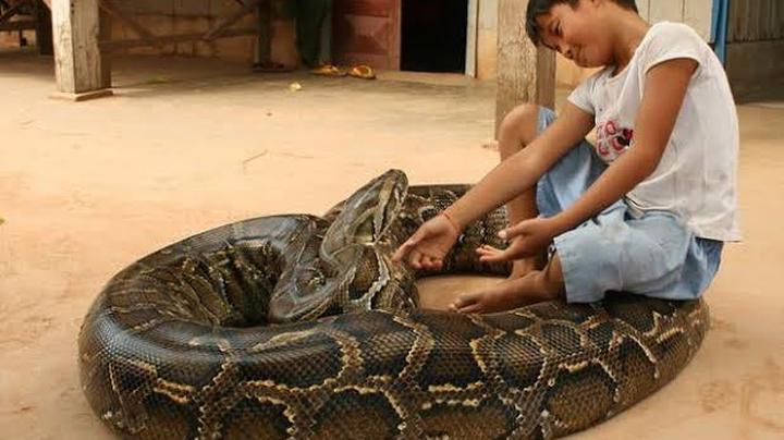 throwback-the-story-of-the-boy-who-lived-and-grew-up-with-a-python-snake