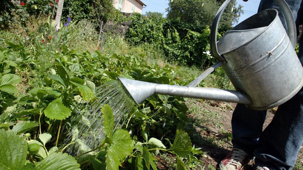 Arrosage du jardin : quelques conseils pour économiser l’eau