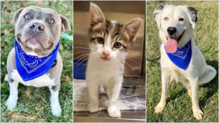 St Louis County Reduces Pet Adoption Fees To Help Empty The Shelter Opera News