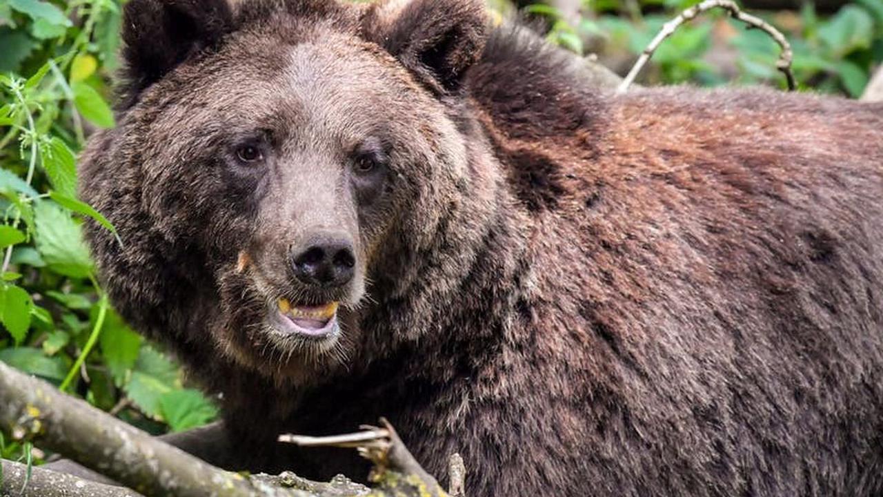 Brown bears switch habitats to hunt reindeer and moose calves, study finds