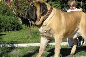 Guinness Records Opera News Nigeria