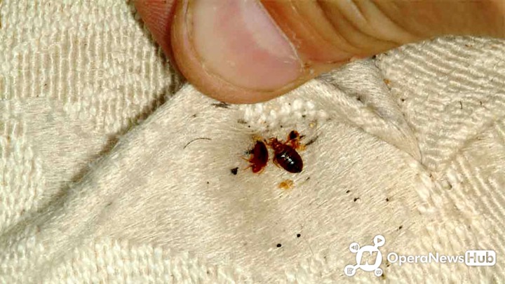 5 Surprising Tricks To Get Rid Of Bed Bugs For Good Operanewsapp