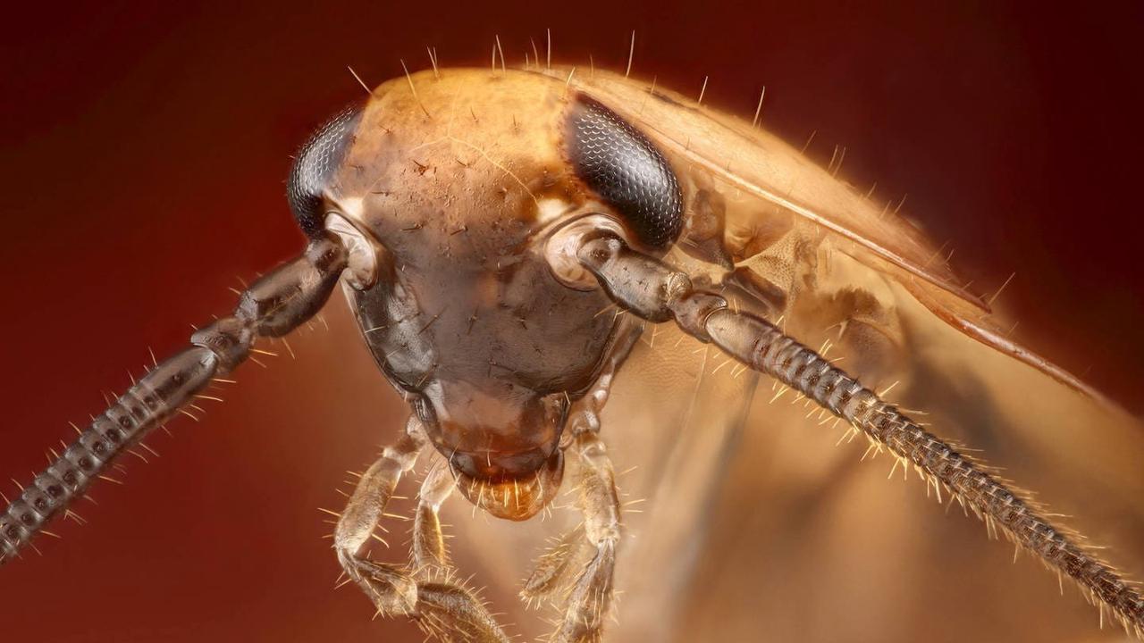 Würden Insekten einen Atomkrieg überleben?