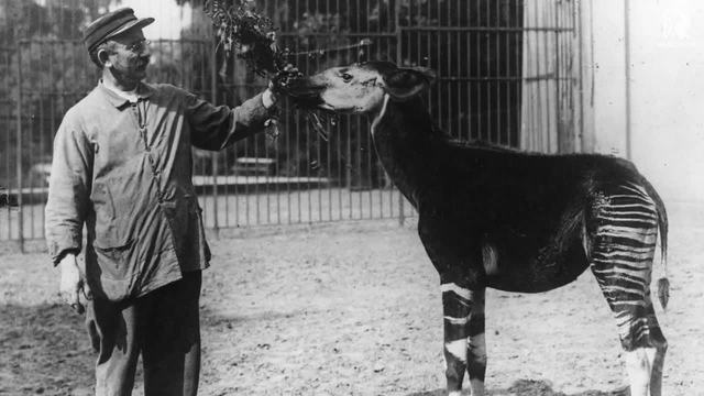 Photo Mutant Faced Fish That Looks Like Real Life Baby Shark Caught By Fisherman Opera News