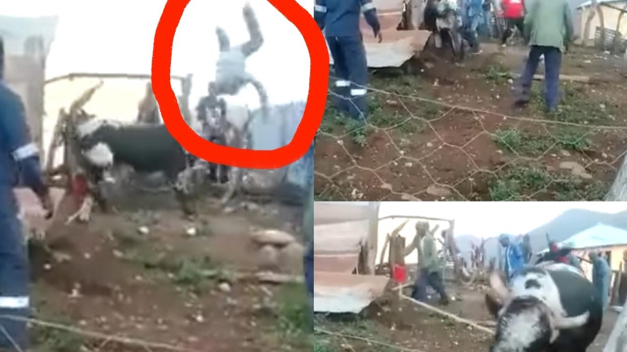 Slaughtering Gone Wrong As A Man Had His Back Broken By A Bull As They Tried To Slaughter It