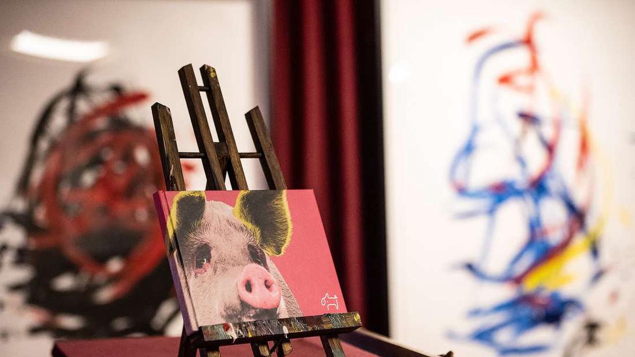 Ausstellung des malenden Schweins „Pigcasso“