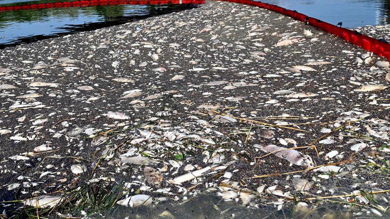 Pollution d’un fleuve à la frontière polono-allemande : 100 tonnes de poissons morts repêchés