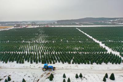 Usarak Isportsman Christmas Tree Cutting 2022 Christmas Tree Farms See Steady Sales - Opera News