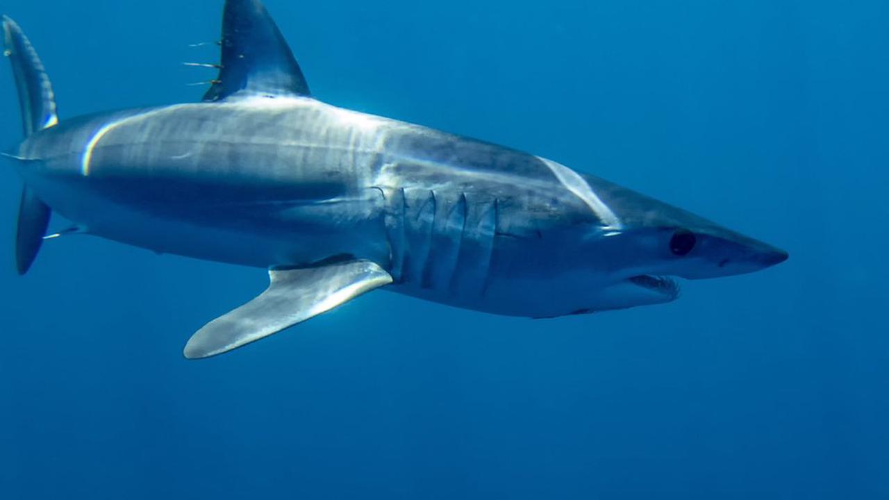 Nach tödlichen Hai-Attacken: Rettungsschwimmer sollen über Warnungen gelacht haben!