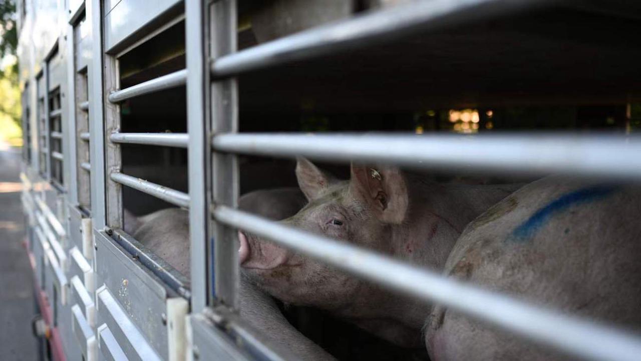1700 Tiere werden getötet Afrikanische Schweinepest in einem Betrieb im Emsland nachgewiesen
