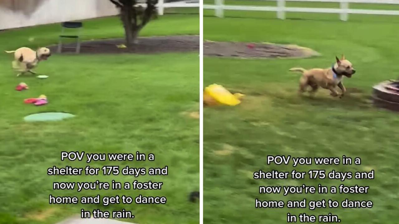 Hund findet nach 175 Tagen Tierheim ein Zuhause: Seine Reaktion rührt zu Tränen