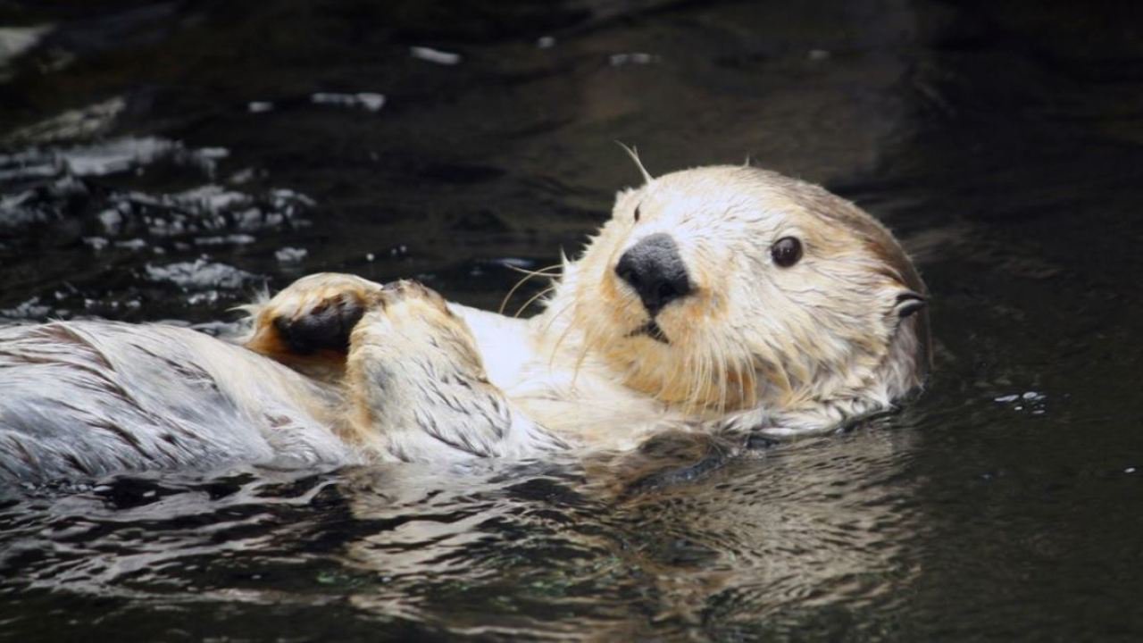 Happy World Otter Day Opera News