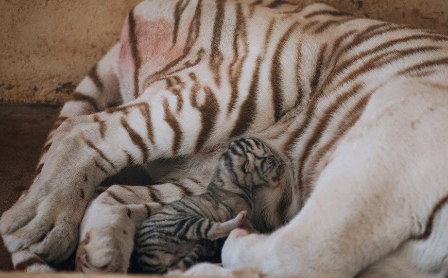 Saone Et Loire Un Bebe Tigre Blanc Est Ne Au Touroparc Zoo Opera News