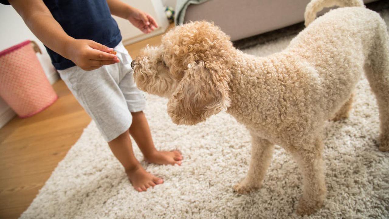 Hohes Risiko: Kinder mit Hunden nicht alleine lassen