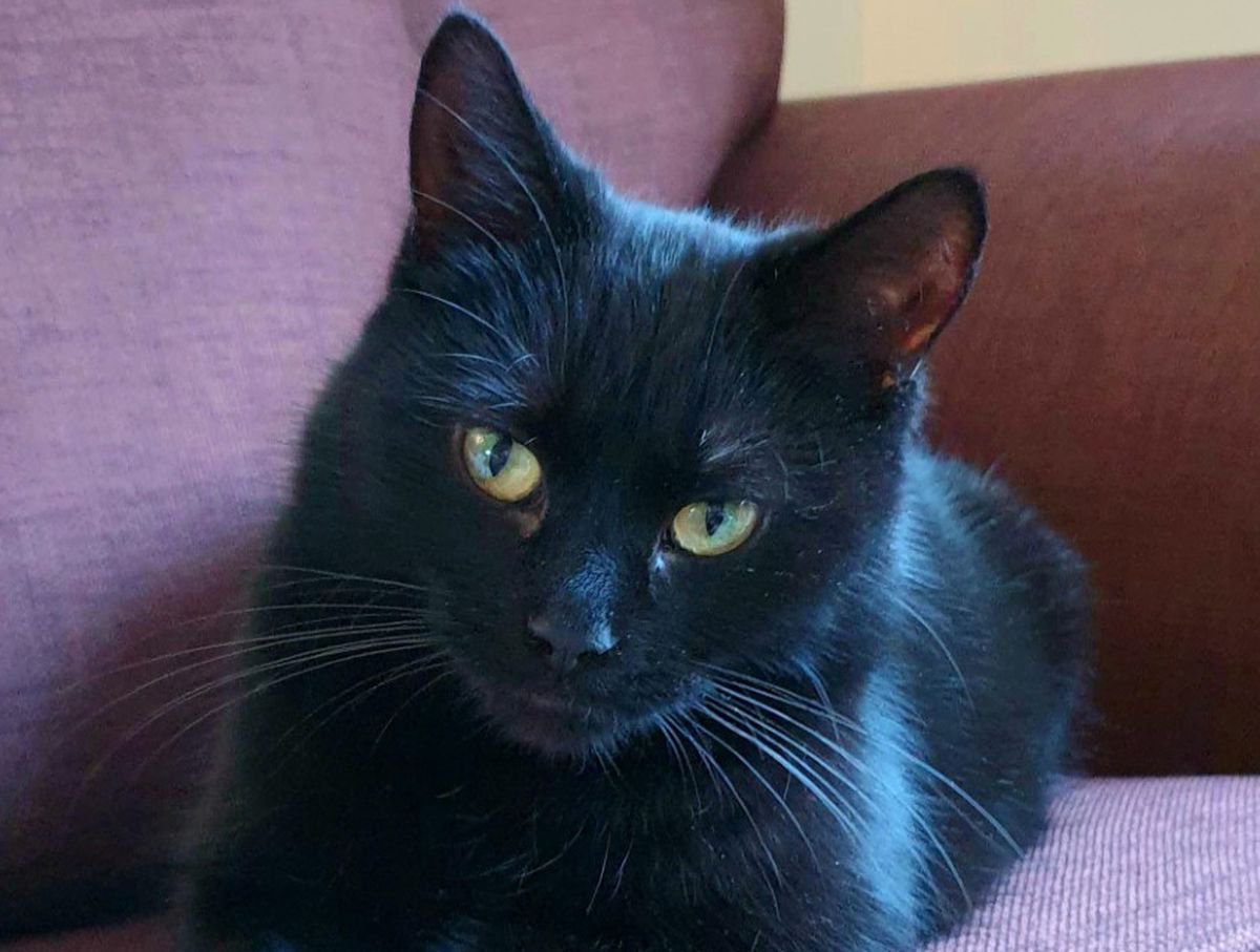Shropshire Cat Rescue Issue An Appeal To Find A Home For Belle Opera News