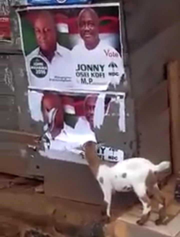 7f5e7a62f5ddb04b19a97c27e041ccd5?quality=uhq&resize=720 - Do Goats feed on papers? - More Photos of Goats chewing Politicians Posters surfaces online