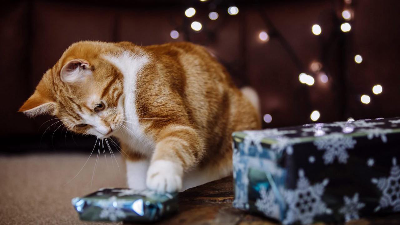 Together for Animals: Can you give a gift to an animal in need this Christmas?