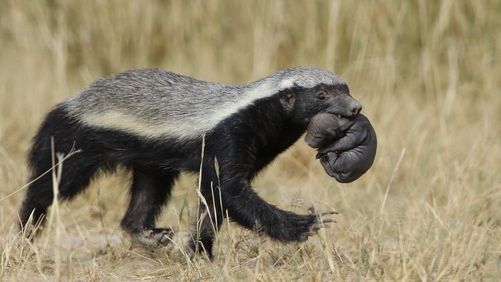Tough, clever and sometimes super smelly: Fun facts about honey badgers