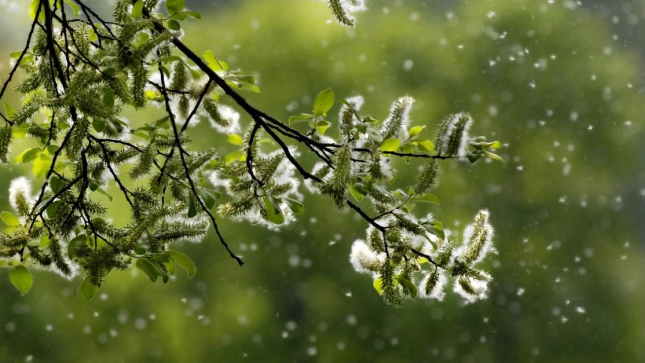 Biowetter heute in Esslingen am Neckar: Pollenflug aktuell und witterungsbedingter Einfluss auf Ihr Wohlbefinden