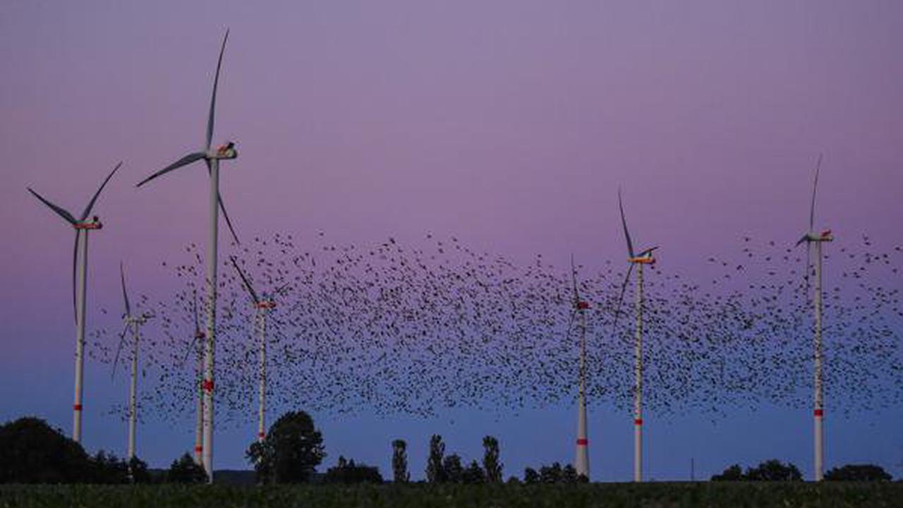 Energiewende vs. Tierschutz: So wollen Windkraftbetreiber tödliche Kollisionen von Vögeln reduzieren
